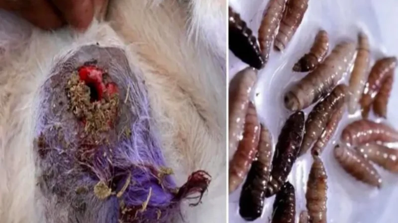 First Case of Flesh-Eating Parasite Reported in US