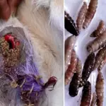 First Case of Flesh-Eating Parasite Reported in US
