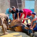 Pakistan continues Eid al-Adha sacrifices on day three