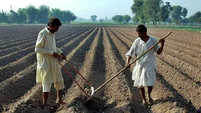 Federal Government introduces digital loan scheme for Pakistani farmers