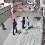 Lion attacks woman and two childrens in Johar Town, Lahore