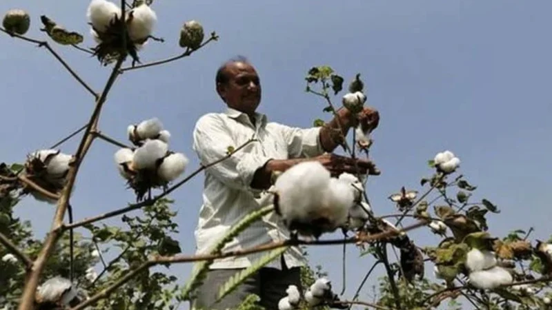 Dar urges concrete measures to revive Cotton sector