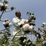Dar urges concrete measures to revive Cotton sector