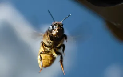 Bee spy technology engineered by Chinese scientists