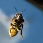Bee spy technology engineered by Chinese scientists