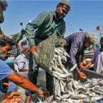 Pakistan sees boost in Seafood exports, Hits $465 Million