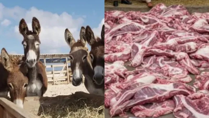 Two Chinese Companies contact Pakistan food authority to export “Donkey Meat”