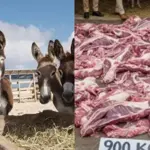 Two Chinese Companies contact Pakistan food authority to export “Donkey Meat”