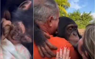 Watch: How a simple gesture bring depressed chimpanzee back to life