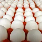 Egg price big drops in Pakistan - April 2024