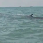 Giant Black Whale Spotted Alive Near Gadani Coastline