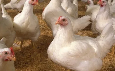 Today Chicken Rate in Pakistan