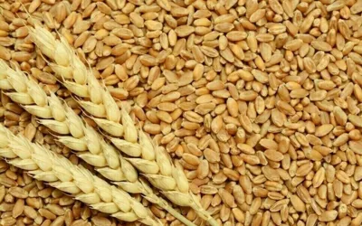 Wheat Price in Pakistan Today - Big Drop in Prices