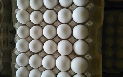 Egg price big drops in Pakistan
