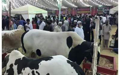 Asia's Largest Cattle Mandi 2024: Preparing for Eid-ul-Adha in Pakistan