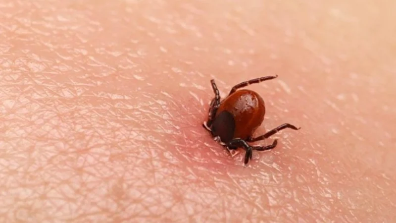 Quetta reports first Congo virus death of 2025, cases rise to 41 in Balochistan