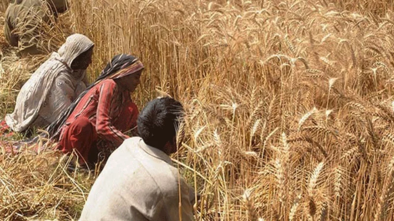 Sindh Govt decides to launch Kissan card