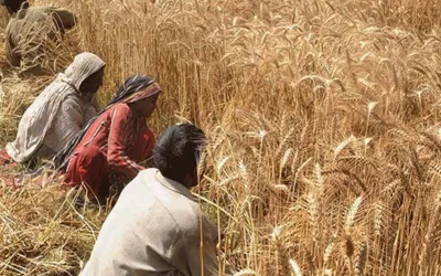 Sindh Govt decides to launch Kissan card