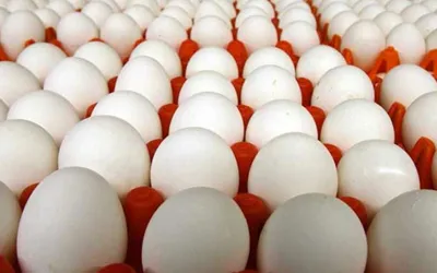 Egg Prices Down in Pakistan