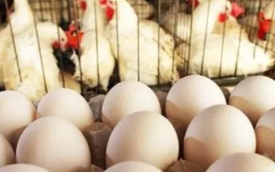Egg Prices Drop in Pakistan