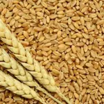 Punjab govt removes restrictions on wheat transport