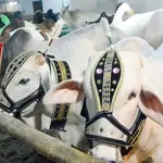Sacrificial animals draw crowd’s attention at Cattle Market