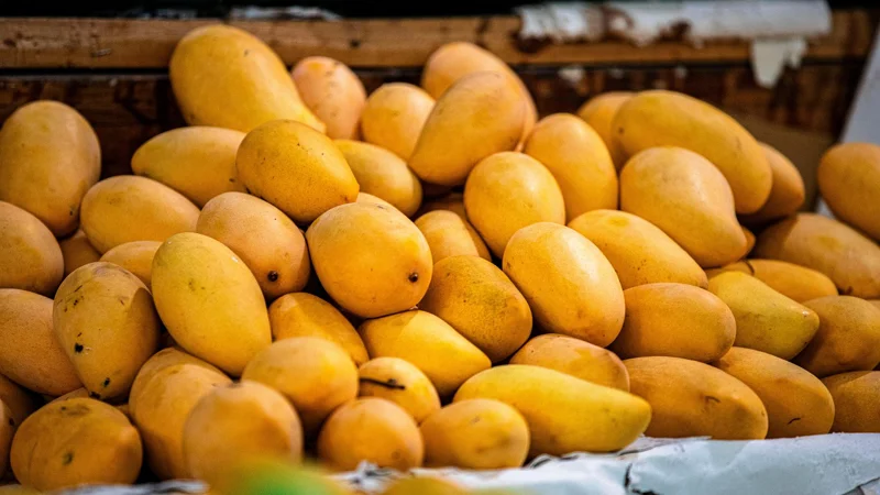 Mango Export