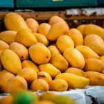 Mango exports from Pakistan to begin on May 25, confirms govet