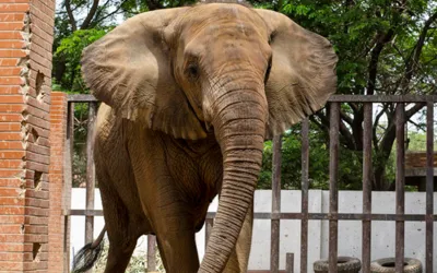 Sri Lankan veterinary team arrive in Karachi to asses elephants