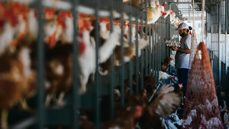 Top chicken exporter faces trade ban after Bird Flu found in poultry