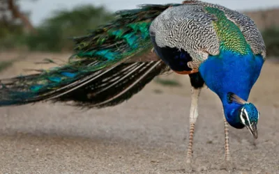 Extreme heat claims lives of 12 peacocks in Tharparkar