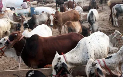 Sindh issues code of conduct for Eid ul Azha hides collection