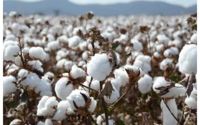 Over 5.489 million cotton bales arrive at ginneries