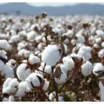 Over 5.489 million cotton bales arrive at ginneries
