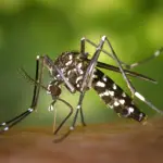 Surge in dengue cases raise concerns