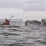kayaker escapes miraculously after whale swallows and spits him out: Watch