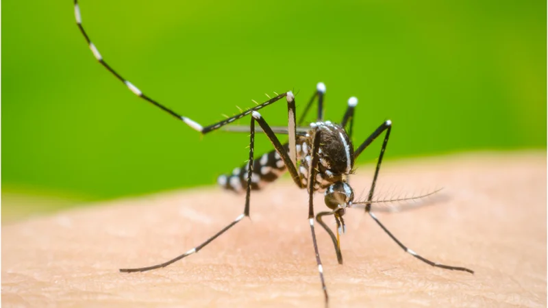 NIH issues health advisory for the prevention of dengue fever