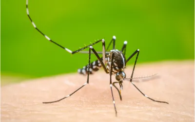NIH issues health advisory for the prevention of dengue fever