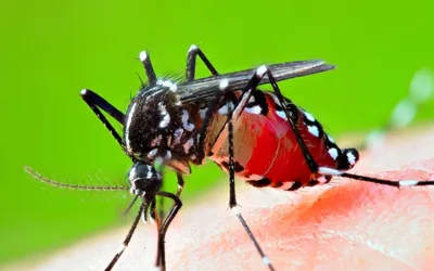 NIH Warns of Dengue Risk, Calls for Immediate Precautions