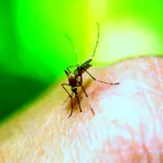 Two dengue cases reported in Rawalpindi