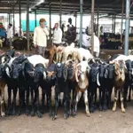 Governor Sindh announces free goats to those in need on Eidul Adha 2024