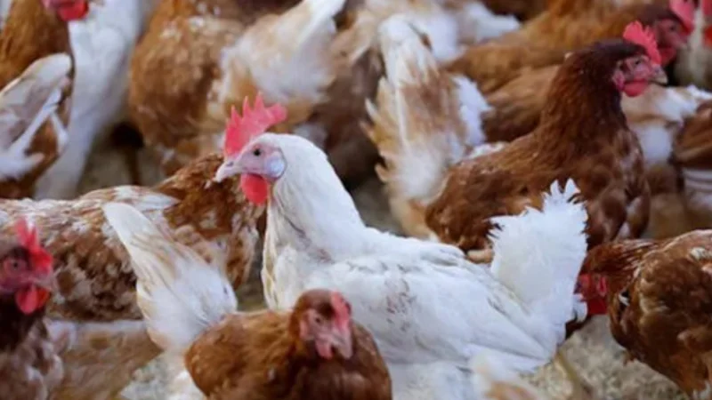 Highly pathogenic bird flu detected on fourth Australian poultry farm