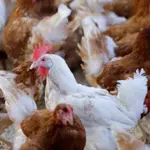 Highly pathogenic bird flu detected on fourth Australian poultry farm