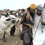 Eid-ul-Adha 2024: Butchers Reveal Animal Qurbani Rates