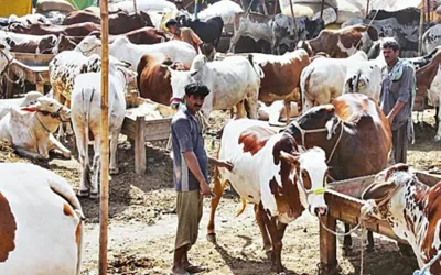 When Will Eid-ul-Adha 2024 Be Celebrated in Saudi Arabia, India, UAE, UK, and US?