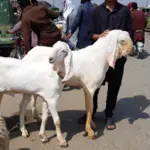 Lahore bans street sale of qurbani animals for Eidul Adha
