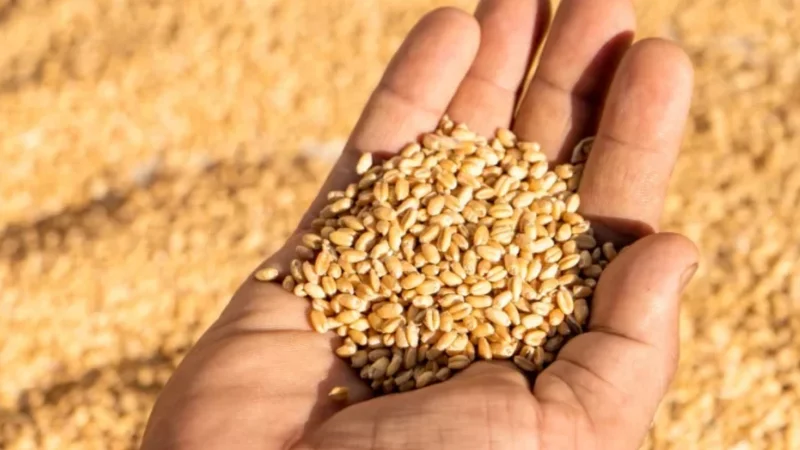 Wheat Price in Pakistan Today - Big Drop in Prices
