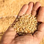 Wheat Price in Pakistan Today - Big Drop in Prices