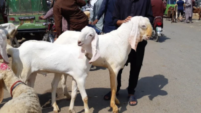 Eid ul Adha 2024 Holidays Declared By Federal Government in Pakistan