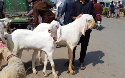 Eid ul Adha 2024 Holidays Declared By Federal Government in Pakistan